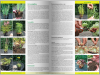 KATALOG BYLIN II Kwiaty, trawy i paprocie